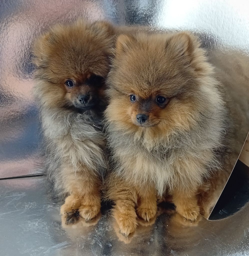 Chiot Spitz allemand Sarah Gardon
