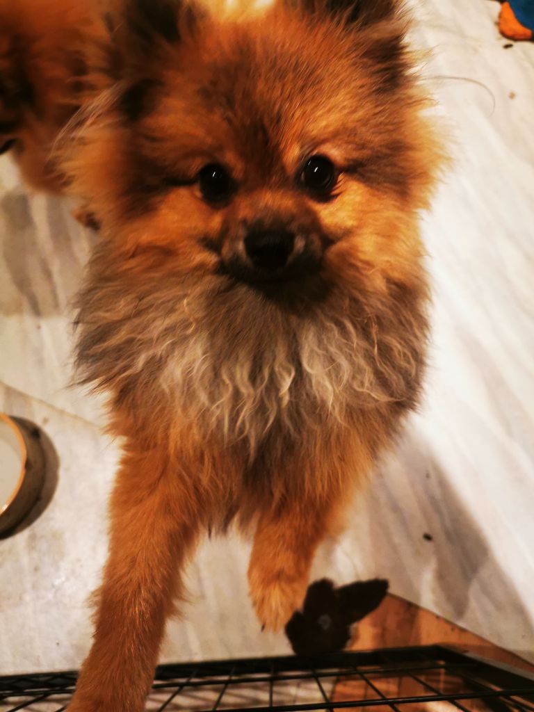 Sarah Gardon - Chiots disponibles - Spitz allemand